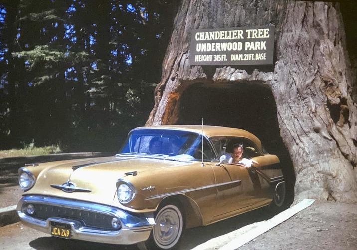 JCA 249 CHANDELIER TREE UNDERWOOD PARK HEIGHT 315 FT. DIAM.21FT. BASE