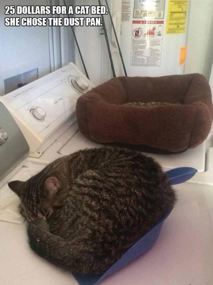 25 DOLLARS FOR A CAT BED. SHE CHOSE THE DUST PAN.