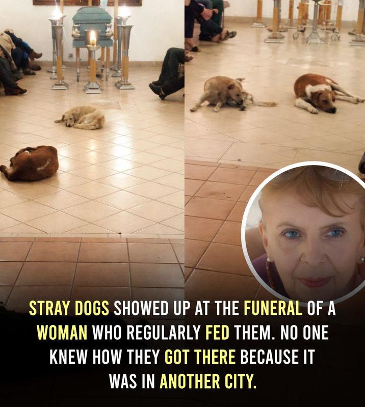 STRAY DOGS SHOWED UP AT THE FUNERAL OF A WOMAN WHO REGULARLY FED THEM. NO ONE KNEW HOW THEY GOT THERE BECAUSE IT WAS IN ANOTHER CITY.