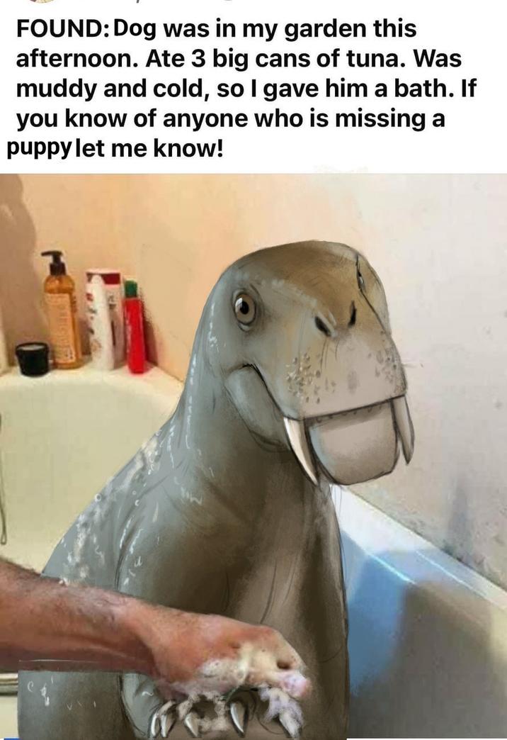 FOUND: Dog was in my garden this afternoon. Ate 3 big cans of tuna. Was muddy and cold, so I gave him a bath. If you know of anyone who is missing a puppy let me know!
