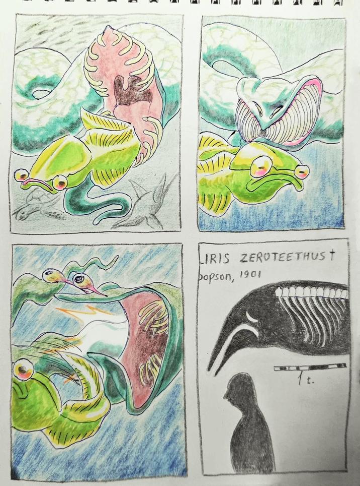 LIRIS ZEROTEETHUS T popson, 1901 Tt.