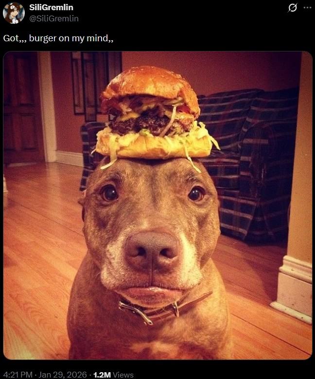 A photo of a burger on a dog's head. It's part of burgertwt.