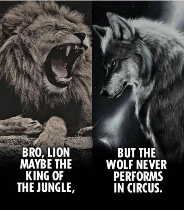 BRO, LION MAYBE THE KING OF THE JUNGLE, BUT THE WOLF NEVER PERFORMS IN CIRCUS.