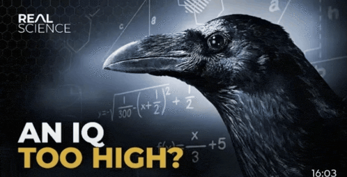 An IQ Too High? Meme 