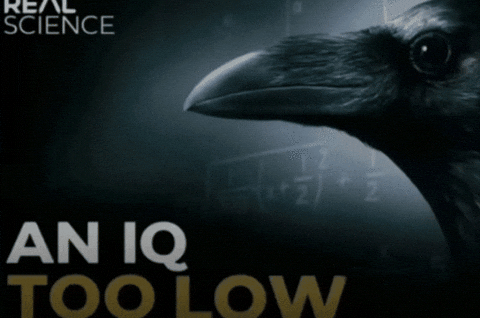 An IQ Too High Variation - An IQ Too Low