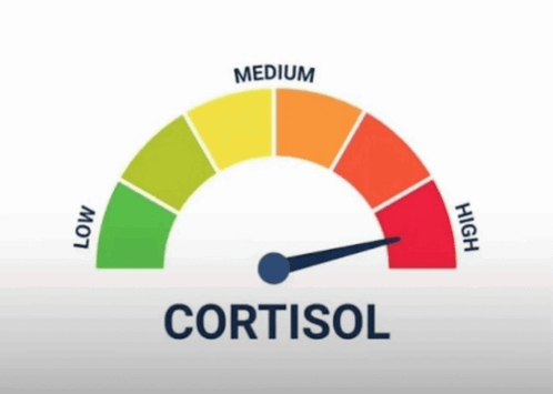LOW MEDIUM CORTISOL HIGH