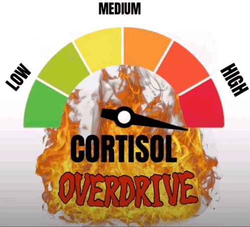 LOW MEDIUM CORTISOL OVERDRIVE HIGH