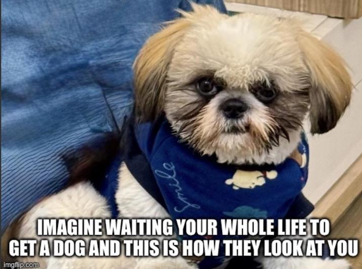 Smile IMAGINE WAITING YOUR WHOLE LIFE TO GET A DOG AND THIS IS HOW THEY LOOK AT YOU imgflip.com