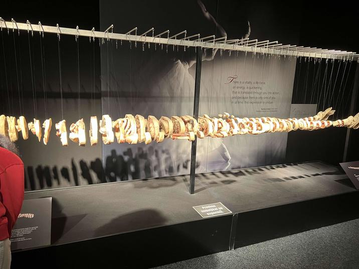 520 11/14132) za pomoci me tanta spot zy dohromady, mit pledstavu jak kompaktni je vnitra jak jou orgány vajomné propojeny vozy a orgány jsou pevné spojeny jou med nimi metary sodiu mnoha let koulen ow tohoto mude tarveny do Cama Prosime nedotýkat se exponátů. Ther here is a vitality, a life force, an energy, a quickening, that is translated through you into action, and because there is only one of you in all time, this expression is unique. Martha Graham (1894-1991) American dancer and choreographer E