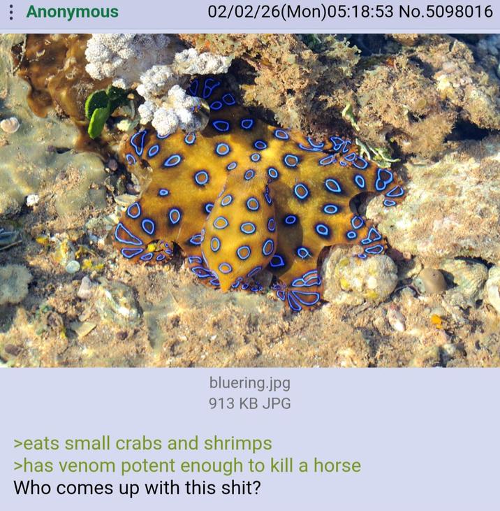 : Anonymous 02/02/26(Mon)05:18:53 No.5098016 bluering.jpg 913 KB JPG >eats small crabs and shrimps >has venom potent enough to kill a horse Who comes up with this s---?