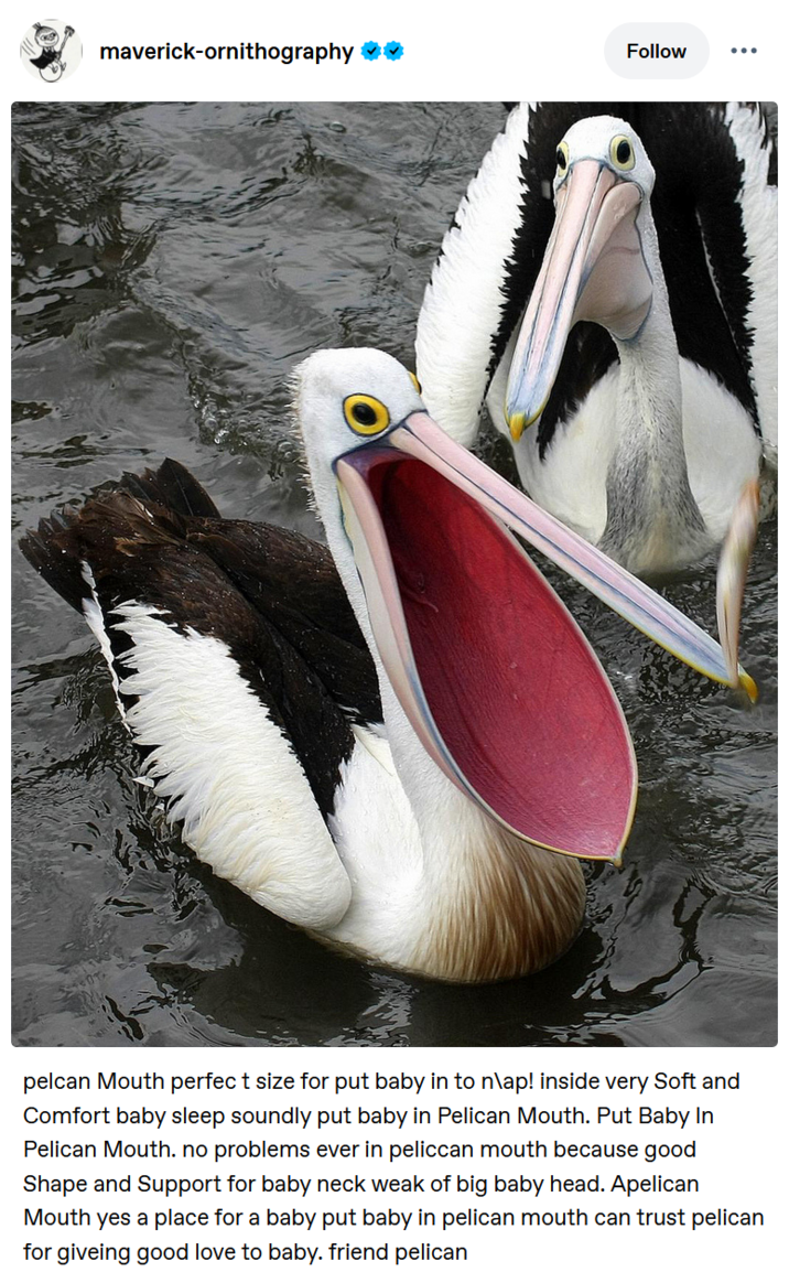 maverick-ornithography ❤❤ Follow pelcan Mouth perfect size for put baby in to n\ap! inside very Soft and Comfort baby sleep soundly put baby in Pelican Mouth. Put Baby In Pelican Mouth. no problems ever in peliccan mouth because good Shape and Support for baby neck weak of big baby head. Apelican Mouth yes a place for a baby put baby in pelican mouth can trust pelican for giveing good love to baby. friend pelican