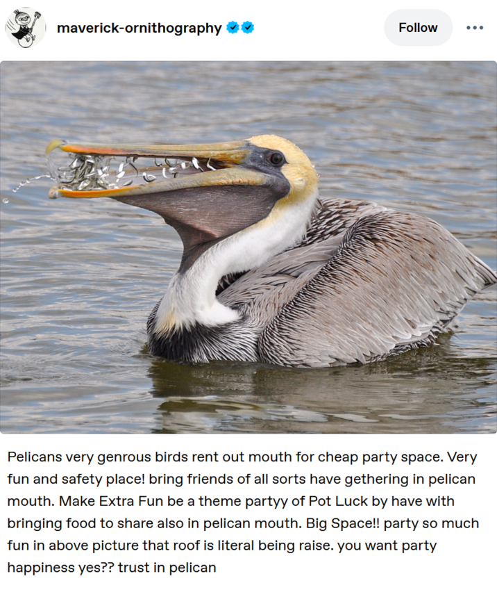 maverick-ornithography Follow Pelicans very genrous birds rent out mouth for cheap party space. Very fun and safety place! bring friends of all sorts have gethering in pelican mouth. Make Extra Fun be a theme partyy of Pot Luck by have with bringing food to share also in pelican mouth. Big Space!! party so much fun in above picture that roof is literal being raise. you want party happiness yes?? trust in pelican