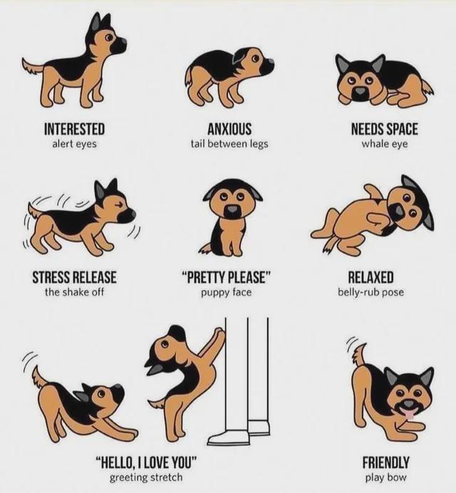 INTERESTED alert eyes ANXIOUS tail between legs NEEDS SPACE whale eye STRESS RELEASE the shake off "PRETTY PLEASE" puppy face RELAXED belly-rub pose "HELLO, I LOVE YOU" greeting stretch FRIENDLY play bow
