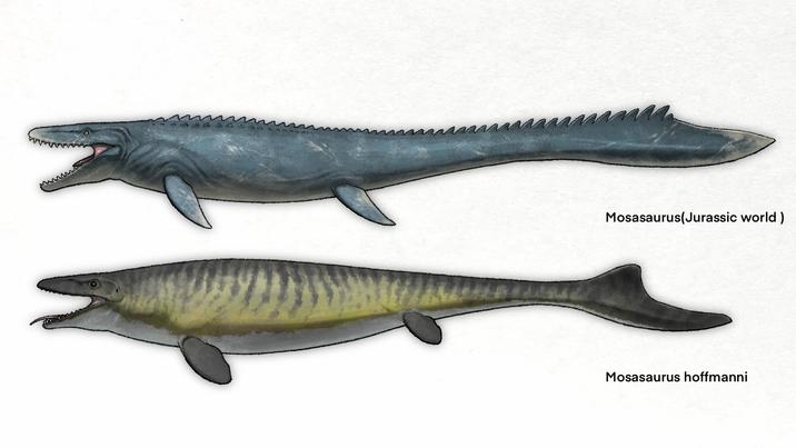 Mosasaurus(Jurassic world) Mosasaurus hoffmanni