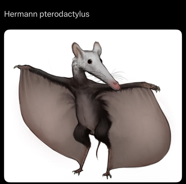 Hermann pterodactylus