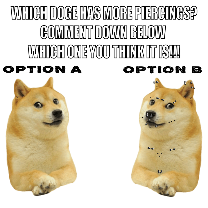 WHICH DOGE HAS MORE PIERCINGS? COMMENT DOWN BELOW WHICH ONE YOU THINK IT IS!!! OPTION A OPTION B