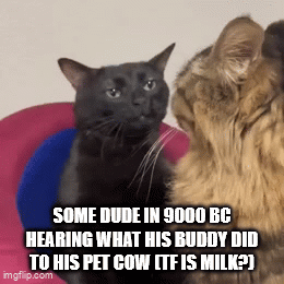 SOME DUDE IN 9000 BC HEARING WHAT HIS BUDDY DID TO HIS PET COW ITF IS MILK?) imgflip.com