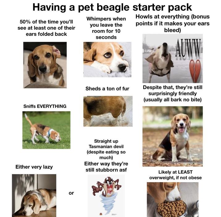 Having a pet beagle starter pack 50% of the time you'll see at least one of their ears folded back Whimpers when you leave the room for 10 seconds bleed) Howls at everything (bonus points if it makes your ears UWW Sniffs EVERYTHING Sheds a ton of fur Despite that, they're still surprisingly friendly (usually all bark no bite) Either very lazy Straight up Tasmanian devil (despite eating so much) Either way they're still stubborn asf Likely at LEAST overweight, if not obese or