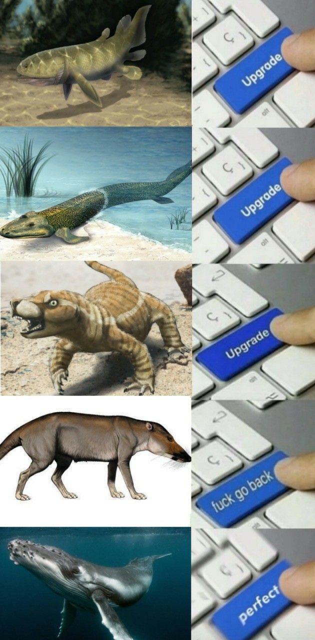 f--- go back perfect Upgrade Upgrade Upgrade