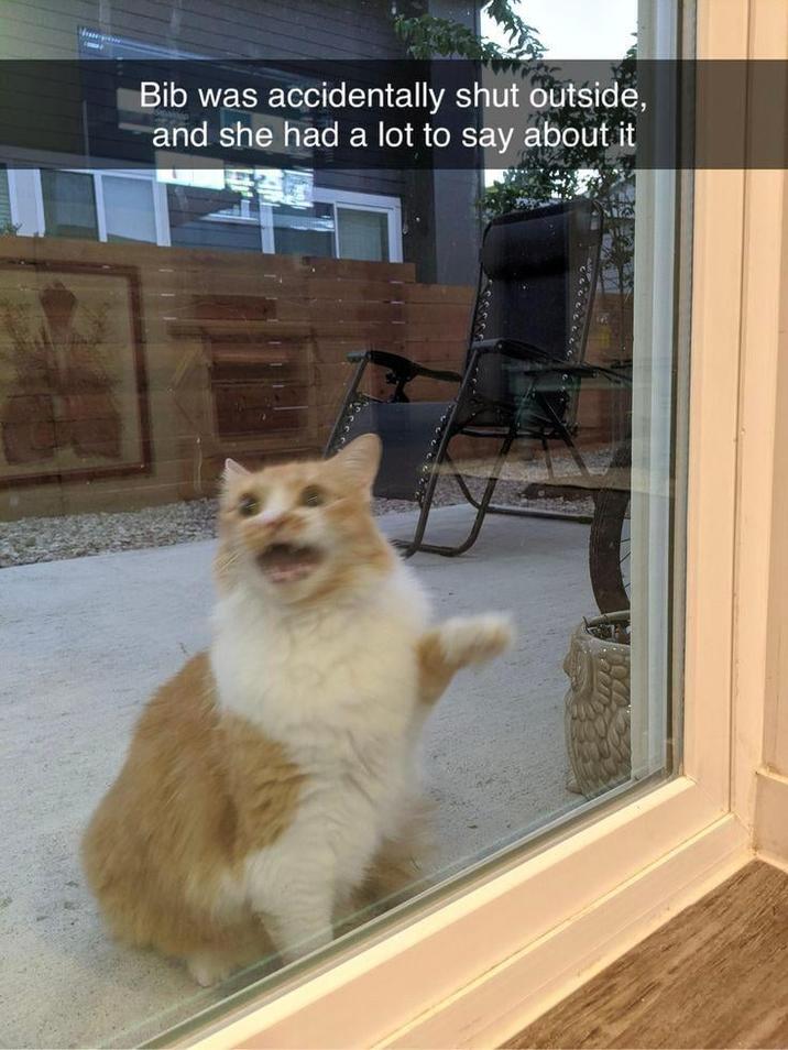 Bib was accidentally shut outside, and she had a lot to say about it