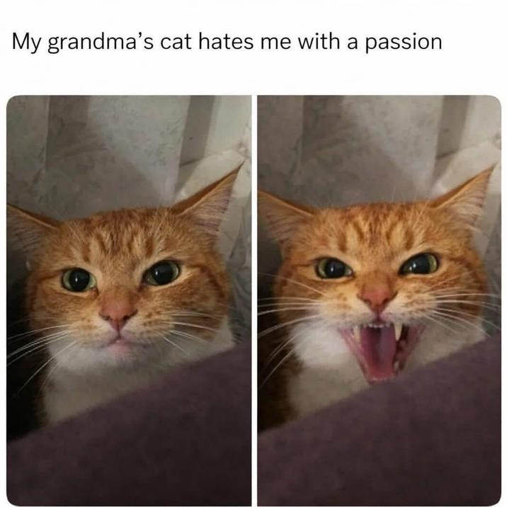 My grandma's cat hates me with a passion