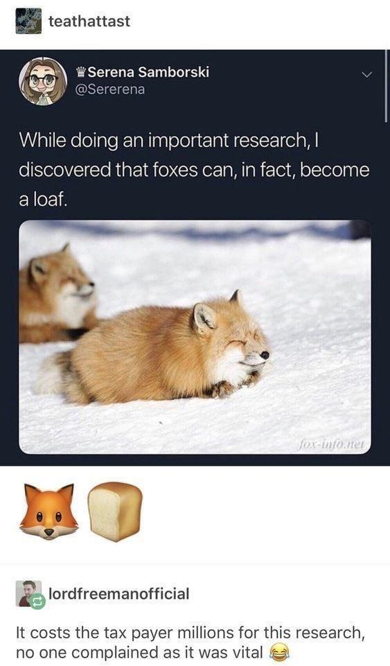 teathattast Serena Samborski @Sererena While doing an important research, I discovered that foxes can, in fact, become a loaf. fox-info.net lordfreemanofficial It costs the tax payer millions for this research, no one complained as it was vital