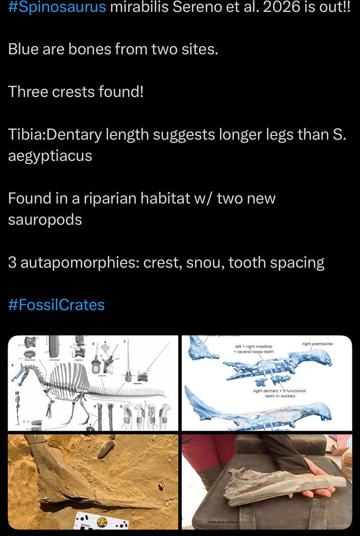 #Spinosaurus mirabilis Sereno et al. 2026 is out!! Blue are bones from two sites. Three crests found! Tibia: Dentary length suggests longer legs than S. aegyptiacus Found in a riparian habitat w/ two new sauropods 3 autapomorphies: crest, snou, tooth spacing #Fossil Crates OSTEOL right premaxilla left+right maxillae + several loose teeth. Credit: Alvaro Simarro right dentary + 5 functional teeth in sockets OST CAT
