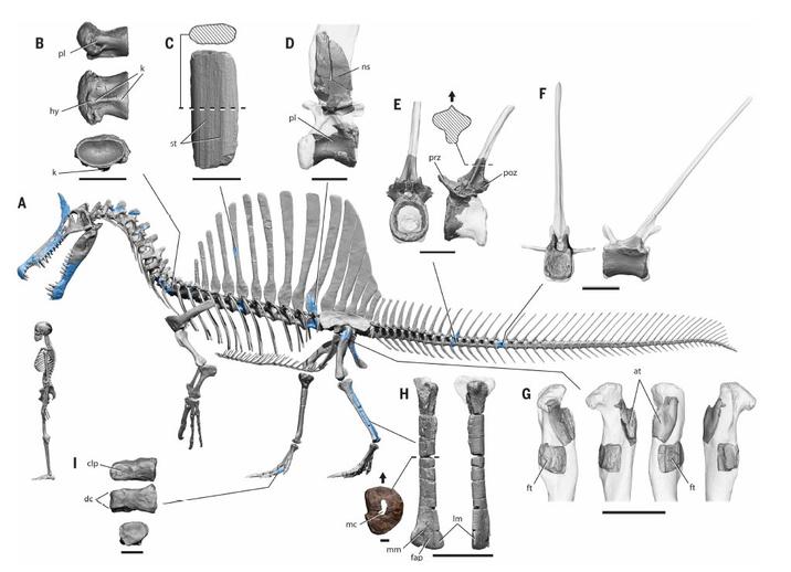 A B pl C D hy clp dc st mc ns E prz poz F H G at mm fap Im