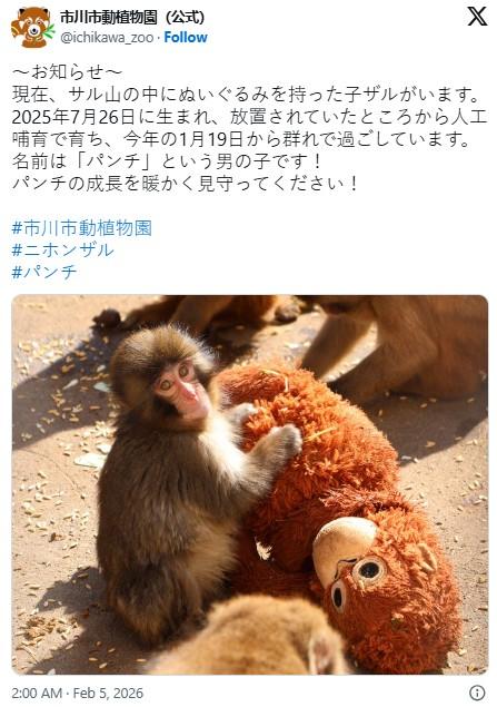 市川市動植物園 (公式) @ichikawa_zoo Follow ~お知らせ~ X 現在、サル山の中にぬいぐるみを持った子ザルがいます。 2025年7月26日に生まれ、放置されていたところから人工 哺育で育ち、今年の1月19日から群れで過ごしています。 名前は「パンチ」という男の子です! パンチの成長を暖かく見守ってください! #市川市動植物園 #ニホンザル #パンチ 2:00 AM · Feb 5,2026