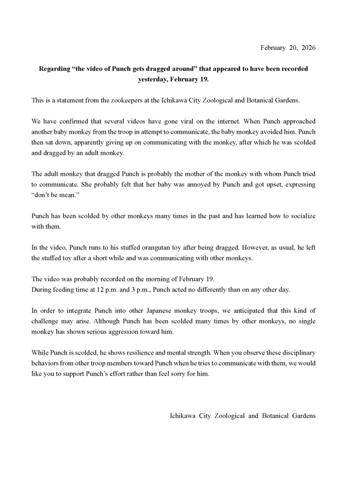 February 20, 2026 Regarding "the video of Punch gets dragged around” that appeared to have been recorded yesterday, February 19. This is a statement from the zookeepers at the Ichikawa City Zoological and Botanical Gardens. We have confirmed that several videos have gone viral on the internet. When Punch approached another baby monkey from the troop in attempt to communicate, the baby monkey avoided him. Punch then sat down, apparently giving up on communicating with the monkey, after which he was scolded and dragged by an adult monkey. The adult monkey that dragged Punch is probably the mother of the monkey with whom Punch tried to communicate. She probably felt that her baby was annoyed by Punch and got upset, expressing "don't be mean." Punch has been scolded by other monkeys many times in the past and has learned how to socialize with them. In the video, Punch runs to his stuffed orangutan toy after being dragged. However, as usual, he left the stuffed toy after a short while and was communicating with other monkeys. The video was probably recorded on the morning of February 19. During feeding time at 12 p.m. and 3 p.m., Punch acted no differently than on any other day. In order to integrate Punch into other Japanese monkey troops, we anticipated that this kind of challenge may arise. Although Punch has been scolded many times by other monkeys, no single monkey has shown serious aggression toward him. While Punch is scolded, he shows resilience and mental strength. When you observe these disciplinary behaviors from other troop members toward Punch when he tries to communicate with them, we would like you to support Punch's effort rather than feel sorry for him. Ichikawa City Zoological and Botanical Gardens