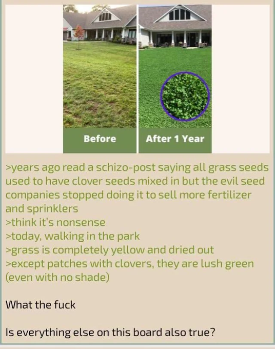 Before After 1 Year >years ago read a schizo-post saying all grass seeds used to have clover seeds mixed in but the evil seed companies stopped doing it to sell more fertilizer and sprinklers >think it's nonsense >today, walking in the park >grass is completely yellow and dried out >except patches with clovers, they are lush green (even with no shade) What the f--- Is everything else on this board also true?
