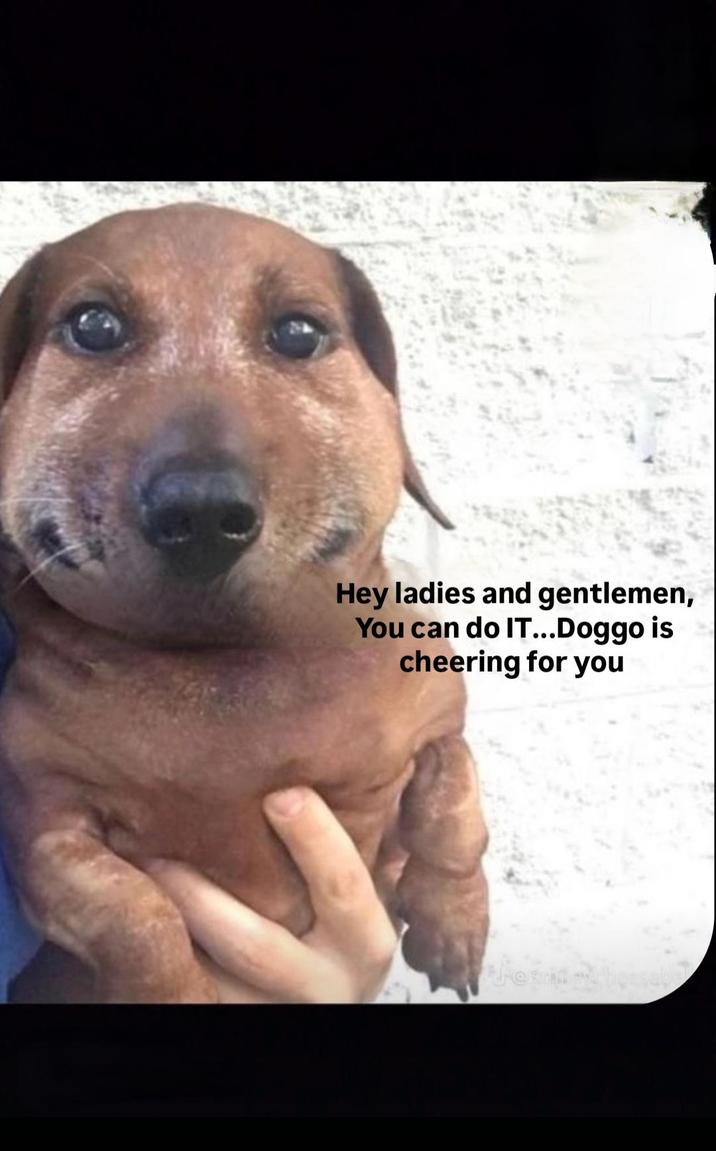 Hey ladies and gentlemen, You can do IT...Doggo is cheering for you