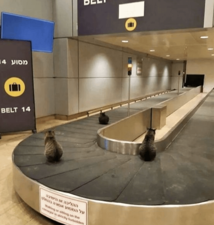 מסוע 14 BELT 14 על המסע אסורה בהט ההליכה או הישיבה Walking or sitting on the conveyor is strictly forbidden