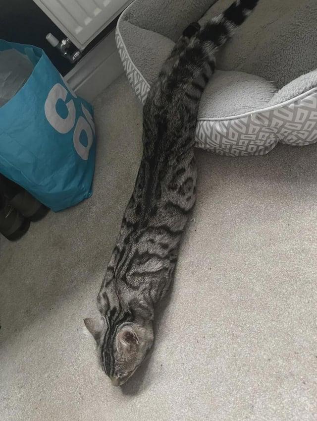 B