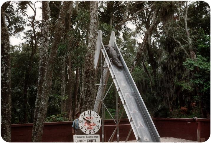 NEKT 1011 8 2 3 Alligator SLIDES 4 65 ST. AUGUSTINE ALLIGATOR FARM CHUTE CHUTE