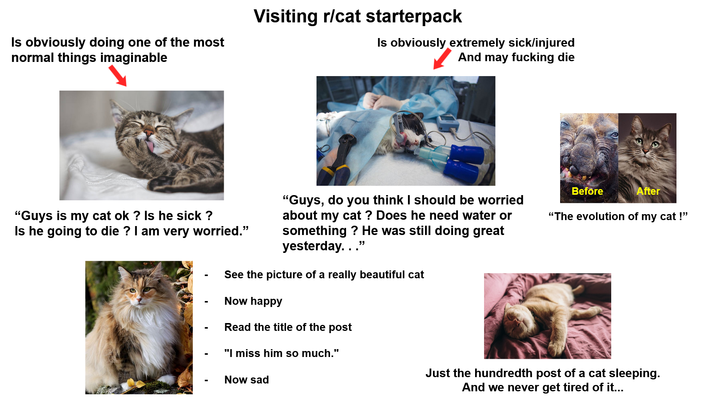 Visiting r/cat starterpack Is obviously doing one of the most normal things imaginable Is obviously extremely sick/injured And may f------ die "Guys is my cat ok? Is he sick? Is he going to die? I am very worried." "Guys, do you think I should be worried about my cat? Does he need water or something ? He was still doing great yesterday. . ." See the picture of a really beautiful cat Now happy Read the title of the post "I miss him so much." Before After "The evolution of my cat!" Now sad Just the hundredth post of a cat sleeping. And we never get tired of it...