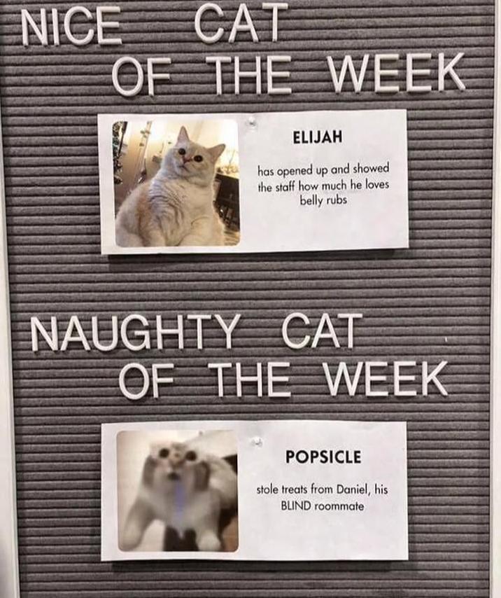 NICE CAT OF THE WEEK ELIJAH has opened up and showed the staff how much he loves belly rubs NAUGHTY CAT OF THE WEEK POPSICLE stole treats from Daniel, his BLIND roommate