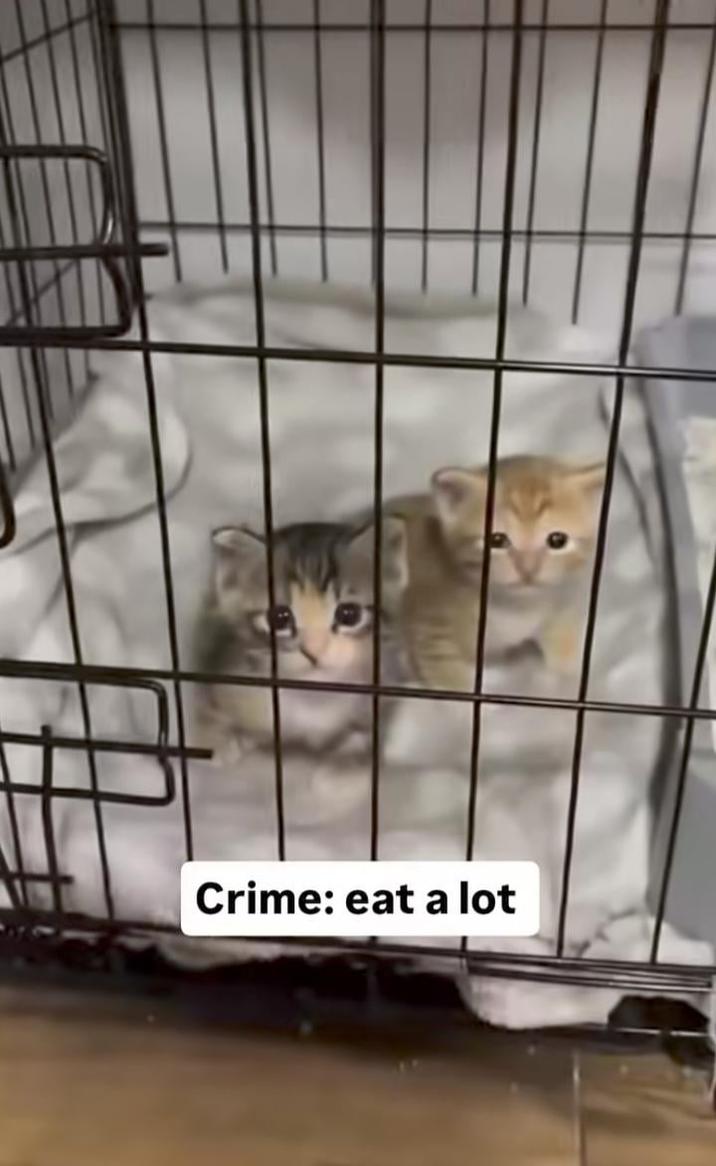 Crime: eat a lot
