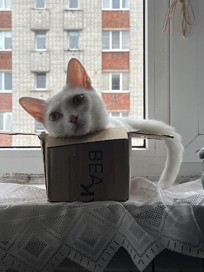 BEA