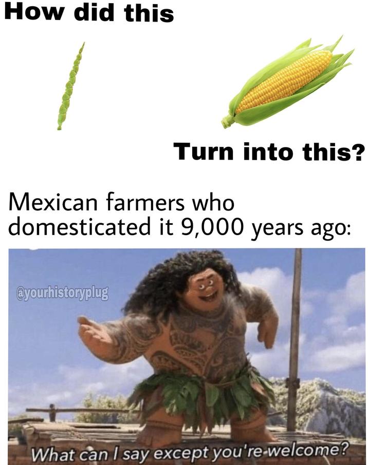 How did this Turn into this? Mexican farmers who domesticated it 9,000 years ago: @yourhistoryplug What can I say except you're-welcome?