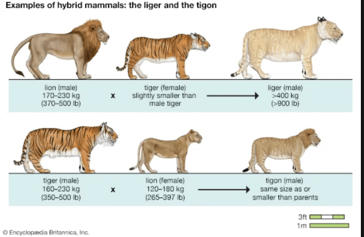 Examples of hybrid mammals: the liger and the tigon lion (male) 170-230 kg (370-500 lb) tiger (female) slightly smaller than male tiger liger (male) >400 kg (>900 lb) tiger (male) 160-230 kg (350-500 lb) x lion (female) 120-180 kg (265-397 lb) Encyclopædia Britannica, Inc. tigon (male) same size as or smaller than parents 3ft 1m