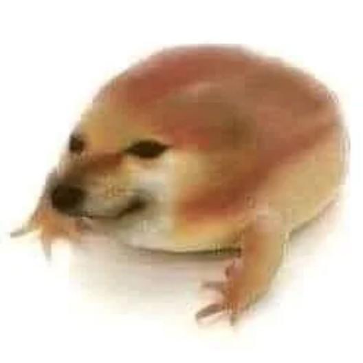 A photoshop of Cheems as a frog. It is known as Drog.