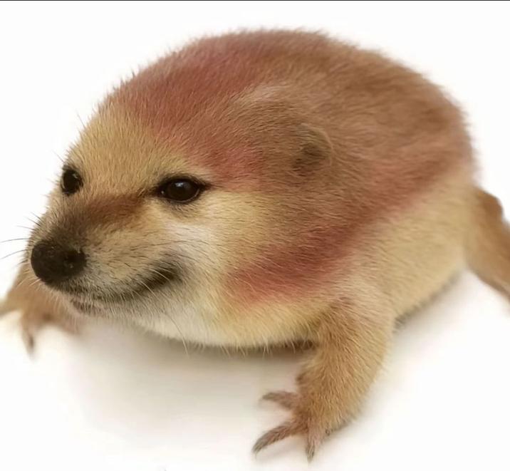 An HD version of the drog meme. It is a Cheems frog.