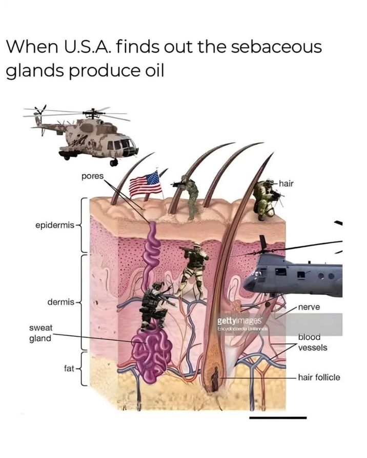 When U.S.A. finds out the sebaceous glands produce oil epidermis- dermis sweat gland fat pores hair gettyimages Encycomedy Enterin nerve blood vessels hair follicle