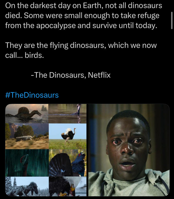 On the darkest day on Earth, not all dinosaurs died. Some were small enough to take refuge from the apocalypse and survive until today. They are the flying dinosaurs, which we now call... birds. -The Dinosaurs, Netflix #TheDinosaurs