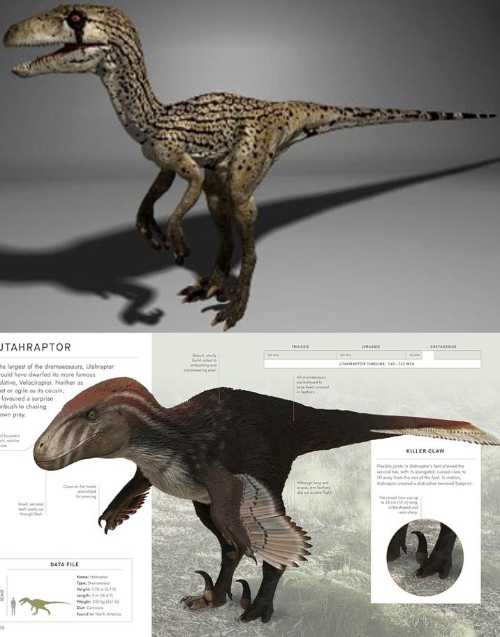 UTAHRAPTOR he largest of the dromaeosaurs, Utahraptor could have dwarfed its more famous elative, Velociraptor. Neither as ast or agile as its cousin, favoured a surprise mbush to chasing own prey. Robust, stocky build suited to ambushing and overpowering prey ll housed a ain, relative Small, serrated teeth easily cut through flesh TRIASSIC 252 HYA All dromaeosaurs are believed to have been covered in feathers 201 MYA JURASSIC UTAHRAPTOR TIMELINE: 140-133 MYA CRETACEOUS Claws on the hands specialized for piercing Although long and broad, arm feathers did not enable flight. KILLER CLAW Flexible joints in Utahraptor's feet allowed the second toe, with its elongated, curved claw, to lift away from the rest of the foot. In motion, Utahraptor created a distinctive two-toed footprint. The raised claw was up to 25 cm (10 in) long. sickle shaped and razor sharp. DATA FILE Name: Utahraptor Type: Dromaeosaur Height: 1.75 m (5.7 H) Length: 5m (164) Weight: 250 kg (551 lb) Diet: Carnivore Found in: North America