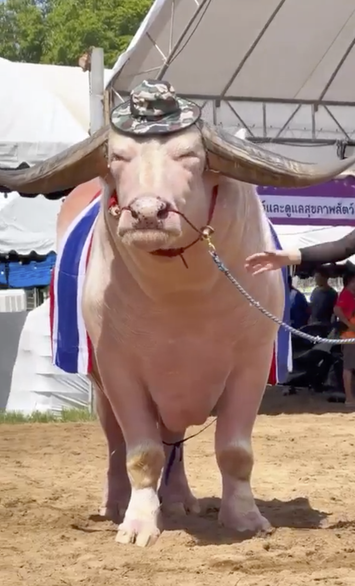 ์และดูแลสุขภาพสัตว์