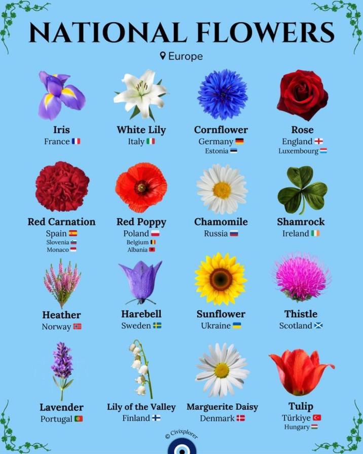NATIONAL FLOWERS Europe Iris France White Lily Italy Cornflower Germany Estonia- Red Carnation Spain= Slovenia Monaco" Rose England + Luxembourg= Red Poppy Poland Belgium I Albania Chamomile Russia Shamrock Ireland Heather Norway Harebell Sweden Sunflower Ukraine Thistle Scotland X Lavender Portugal Lily of the Valley Marguerite Daisy Finland + Denmark Civixplorer Tulip Türkiye Hungary=