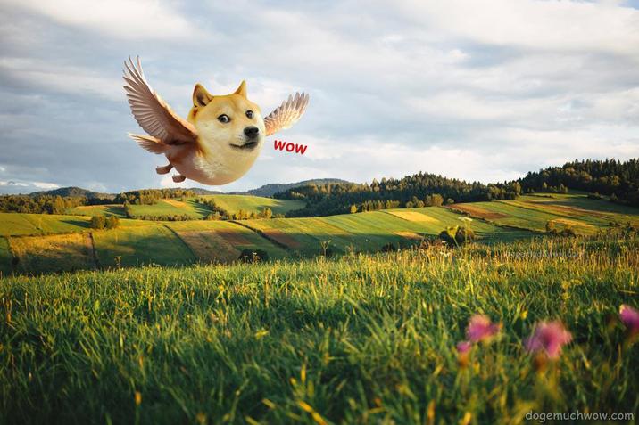 WOW dogemuchwow.com