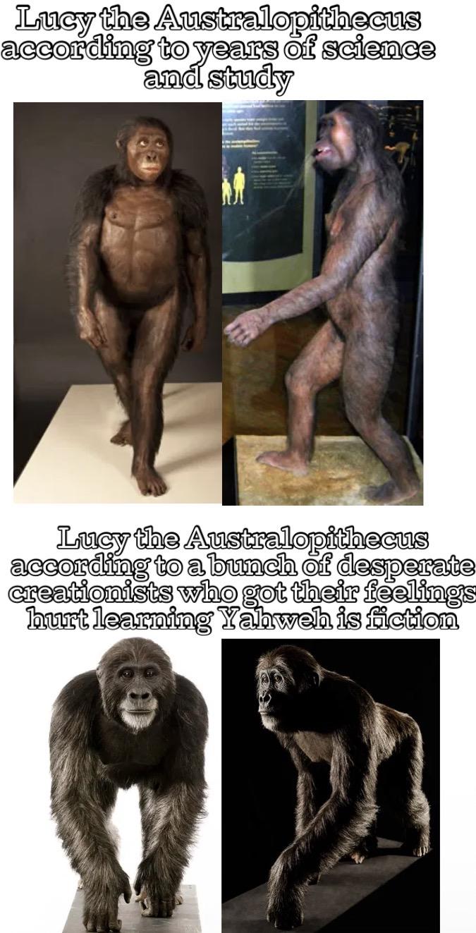 Lucy the Australopithecus according to years of science and study Lucy the Australopithecus according to a bunch of desperate creationists who got their feelings hurt learning Yahweh is fiction